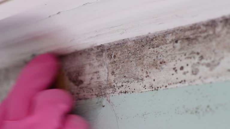 Best Commercial Mold Inspection  in USA